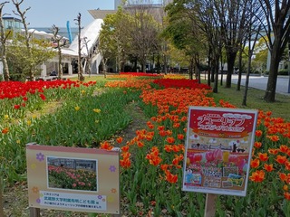 チューリップ1.jpg